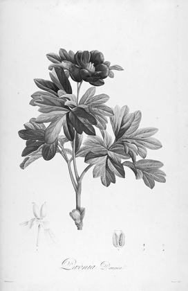 Picture of BOTANICAL ECLIPSE 1