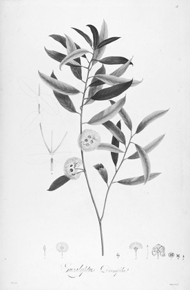 Picture of BOTANICAL ECLIPSE 2