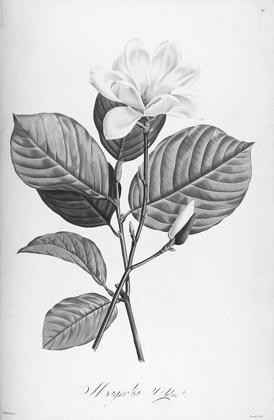 Picture of BOTANICAL ECLIPSE 4