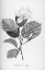 Picture of BOTANICAL ECLIPSE 4