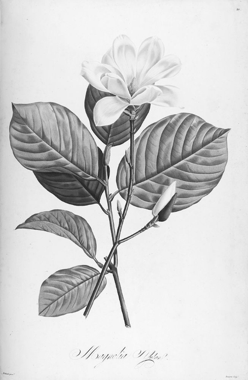 Picture of BOTANICAL ECLIPSE 4