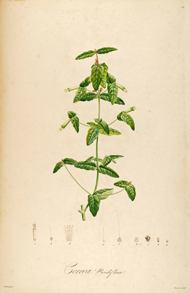 Picture of VINTAGEBOTANICAL 192