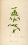 Picture of VINTAGEBOTANICAL 192