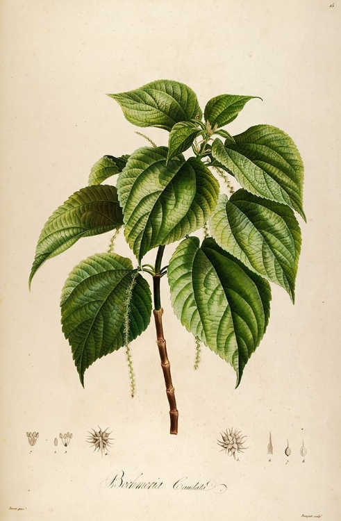 Picture of VINTAGE BOTANICAL 198