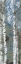Picture of BIRCH SCAPE 1