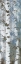 Picture of BIRCH SCAPE 3