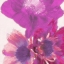 Picture of BLOOMS IN SPRING 2