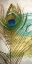 Picture of PEACOCK FEATHER 2