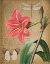 Picture of IRIS ON GOLD