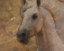 Picture of GOLDEN MARE