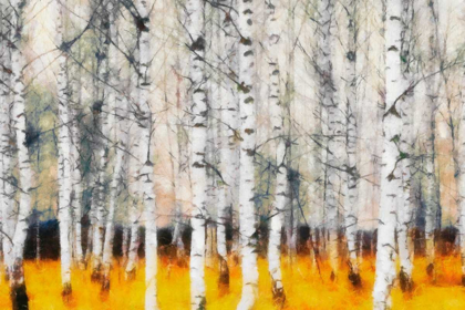 Picture of SAFFRON TIMBER 
