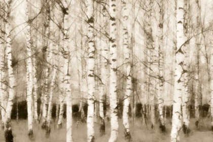 Picture of SEPIA TIMBER