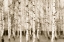 Picture of SEPIA TIMBER