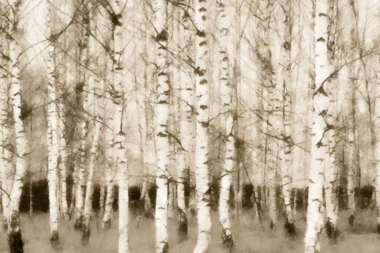 Picture of SEPIA TIMBER