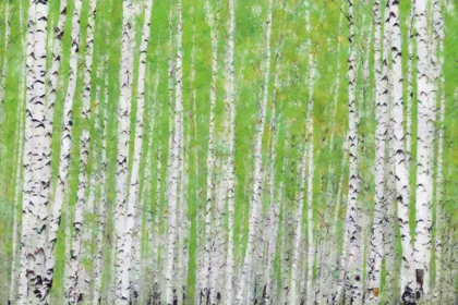 Picture of EVERGREEN TIMBER