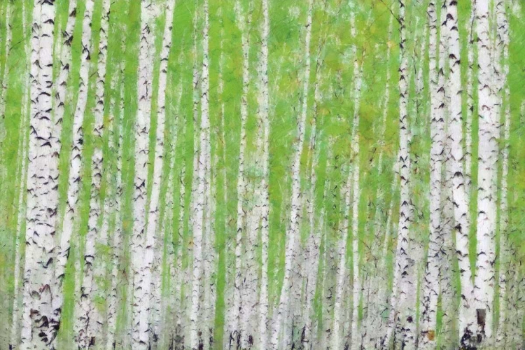 Picture of EVERGREEN TIMBER