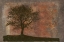 Picture of TREE HORIZON