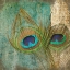 Picture of PEACOCK 2