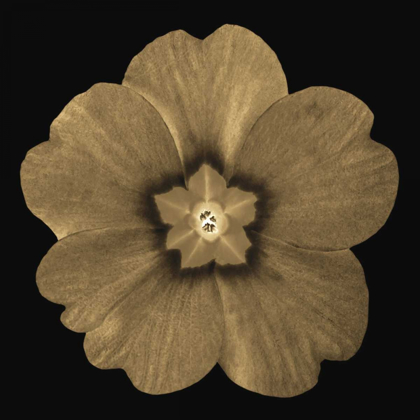 Picture of SEPIA FLORAL A1