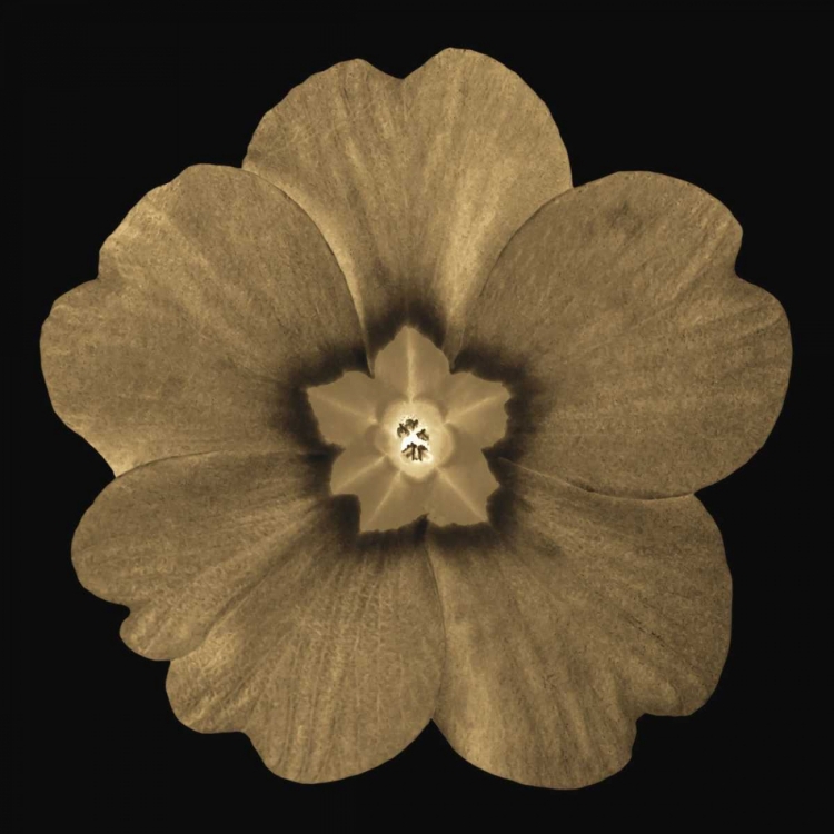 Picture of SEPIA FLORAL A1