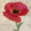 Picture of RED POPPY II