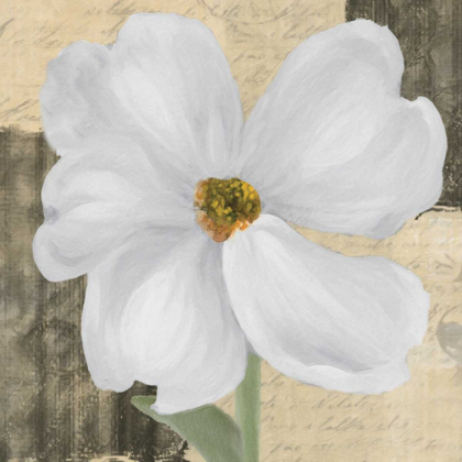 Picture of WHITE FLORAL II