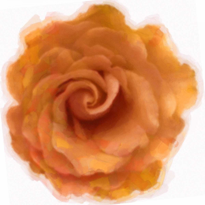 Picture of ORANGE ROSE