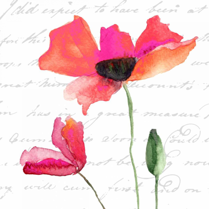 Picture of WATERCOLOR POPPY SCRIPT