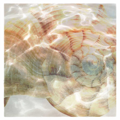 Picture of SHELL ABSTRACT 1
