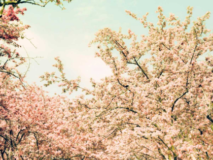 Picture of CREAM APPLE BLOSSOMS