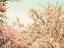 Picture of CREAM APPLE BLOSSOMS