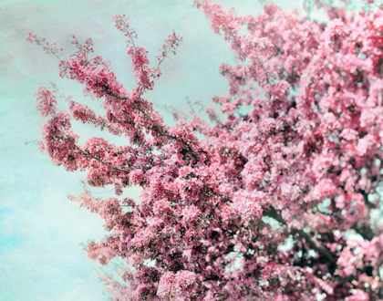 Picture of BLOSSOMING SPRING