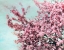 Picture of BLOSSOMING SPRING