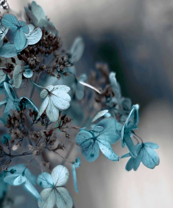 Picture of BLUE HYDRANGEA