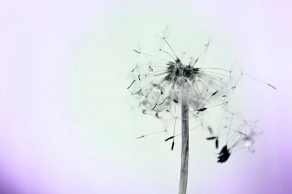 Picture of WISHES ON A WIND