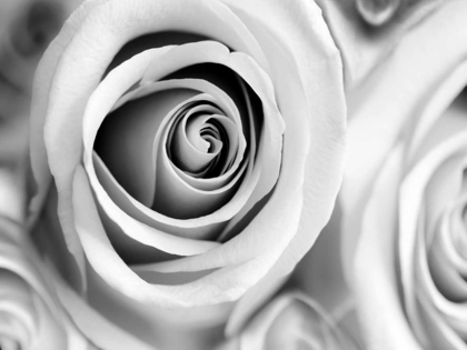 Picture of WHITE NOISE ROSE 1