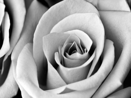 Picture of WHITE NOISE ROSE 2