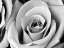 Picture of WHITE NOISE ROSE 2