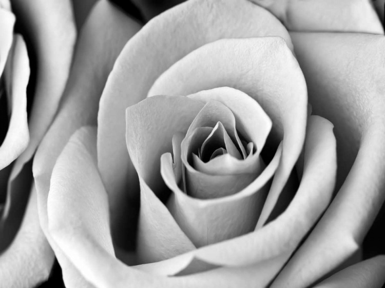 Picture of WHITE NOISE ROSE 2