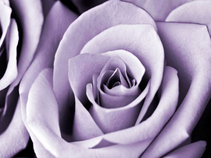 Picture of LAVENDER ROSE