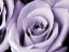 Picture of LAVENDER ROSE