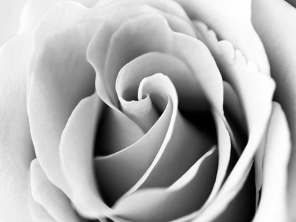 Picture of WHITE NOISE ROSE 3
