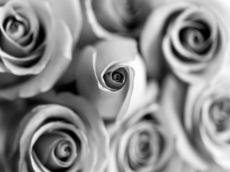 Picture of MONOTONE BOUQUET