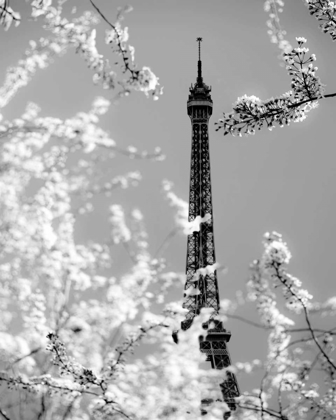 Picture of SPRING EIFFEL BW