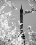 Picture of SPRING EIFFEL BW