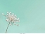 Picture of LACE 1 MINT