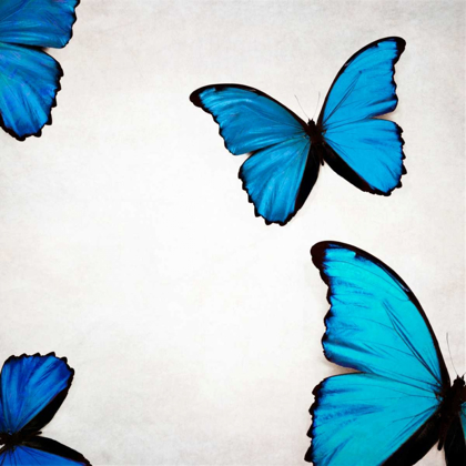 Picture of BLUE MORPHOS