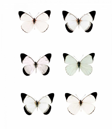 Picture of PALE BUTTERFLIES 6