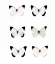 Picture of PALE BUTTERFLIES 6