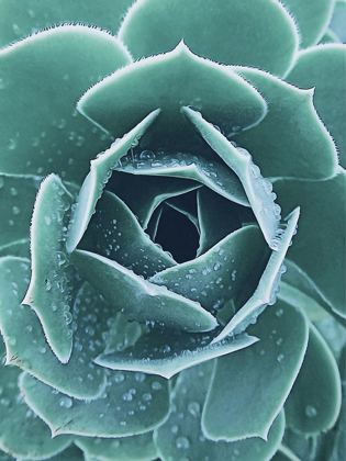 Picture of SUCCULENT WITH DEW 1